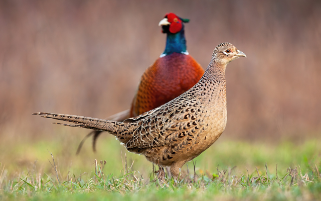 Reversements produits de chasse
